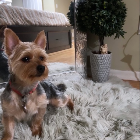 Meet your Posher, Alice - Picture 1 of 8